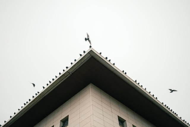 birds on building